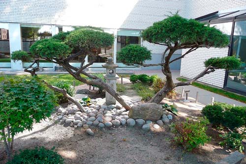 Разместите в одной из частей сада дерево необычной формы