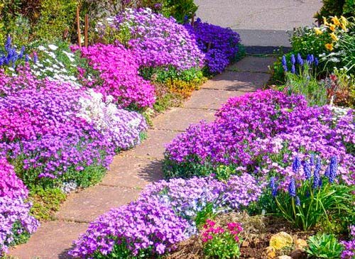 С помощью растений можно красиво оформить садовую дорожку