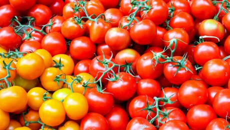 Урожай томатов черри